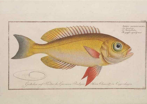Reproducción/Reproduction 49774813192: Ichtyologie, ou, Histoire naturelle, générale et particulière des poissons :. A Berlin :Chez l'auteur, & chez François de la Garde libraire,1785-1797.. 