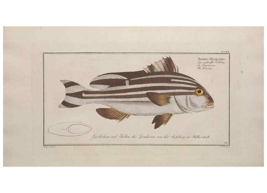 Reproducción/Reproduction 49774482196: Ichtyologie, ou, Histoire naturelle, générale et particulière des poissons :. A Berlin :Chez l'auteur, & chez François de la Garde libraire,1785-1797.. 
