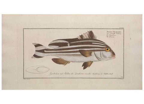 Reproducción/Reproduction 49774482196: Ichtyologie, ou, Histoire naturelle, générale et particulière des poissons :. A Berlin :Chez l'auteur, & chez François de la Garde libraire,1785-1797.. 