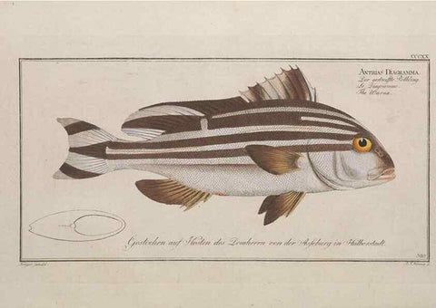 Reproducción/Reproduction 49774482196: Ichtyologie, ou, Histoire naturelle, générale et particulière des poissons :. A Berlin :Chez l'auteur, & chez François de la Garde libraire,1785-1797.. 