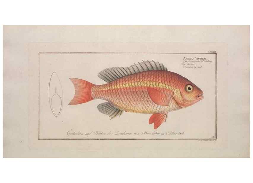 Reproducción/Reproduction 49774813862: Ichtyologie, ou, Histoire naturelle, générale et particulière des poissons :. A Berlin :Chez l'auteur, & chez François de la Garde libraire,1785-1797.. 