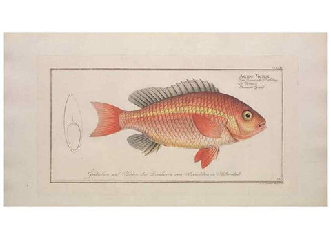 Reproducción/Reproduction 49774813862: Ichtyologie, ou, Histoire naturelle, générale et particulière des poissons :. A Berlin :Chez l'auteur, & chez François de la Garde libraire,1785-1797.. 