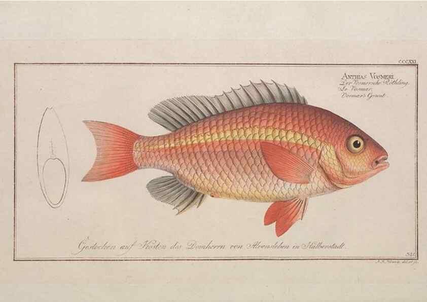 Reproducción/Reproduction 49774813862: Ichtyologie, ou, Histoire naturelle, générale et particulière des poissons :. A Berlin :Chez l'auteur, & chez François de la Garde libraire,1785-1797.. 
