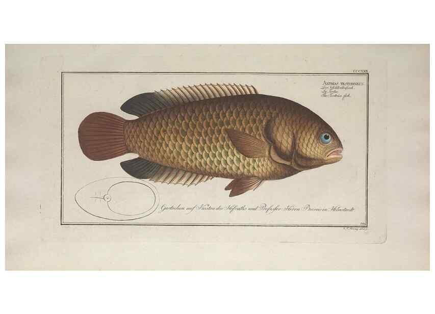 Reproducción/Reproduction 49774814187: Ichtyologie, ou, Histoire naturelle, générale et particulière des poissons :. A Berlin :Chez l'auteur, & chez François de la Garde libraire,1785-1797.. 