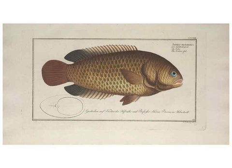 Reproducción/Reproduction 49774814187: Ichtyologie, ou, Histoire naturelle, générale et particulière des poissons :. A Berlin :Chez l'auteur, & chez François de la Garde libraire,1785-1797.. 