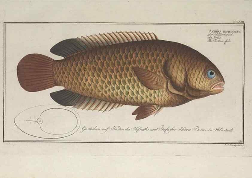 Reproducción/Reproduction 49774814187: Ichtyologie, ou, Histoire naturelle, générale et particulière des poissons :. A Berlin :Chez l'auteur, & chez François de la Garde libraire,1785-1797.. 