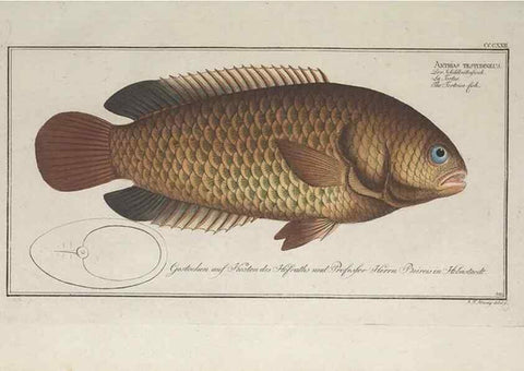 Reproducción/Reproduction 49774814187: Ichtyologie, ou, Histoire naturelle, générale et particulière des poissons :. A Berlin :Chez l'auteur, & chez François de la Garde libraire,1785-1797.. 