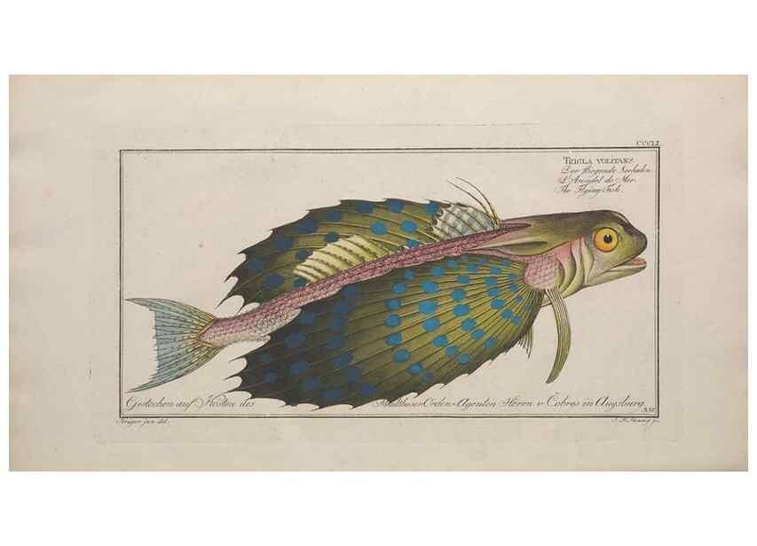 Reproducción/Reproduction 49773963043: Ichtyologie, ou, Histoire naturelle, générale et particulière des poissons :. A Berlin :Chez l'auteur, & chez François de la Garde libraire,1785-1797.. 