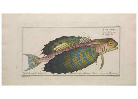 Reproducción/Reproduction 49773963043: Ichtyologie, ou, Histoire naturelle, générale et particulière des poissons :. A Berlin :Chez l'auteur, & chez François de la Garde libraire,1785-1797.. 