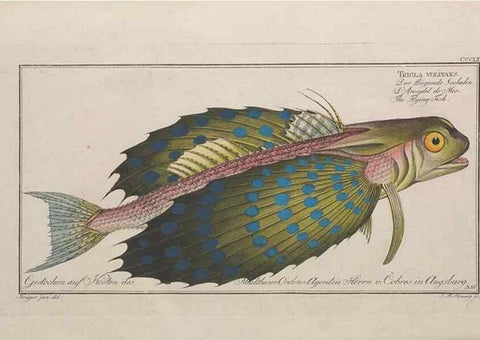 Reproducción/Reproduction 49773963043: Ichtyologie, ou, Histoire naturelle, générale et particulière des poissons :. A Berlin :Chez l'auteur, & chez François de la Garde libraire,1785-1797.. 