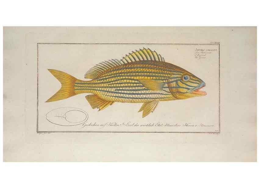 Reproducción/Reproduction 49773953628: Ichtyologie, ou, Histoire naturelle, générale et particulière des poissons :. A Berlin :Chez l'auteur, & chez François de la Garde libraire,1785-1797.. 