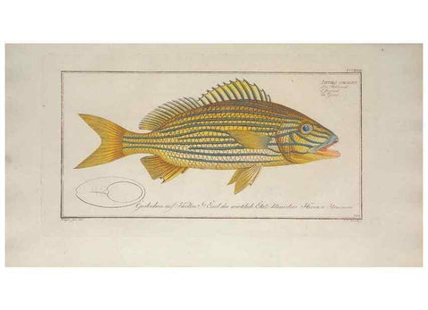 Reproducción/Reproduction 49773953628: Ichtyologie, ou, Histoire naturelle, générale et particulière des poissons :. A Berlin :Chez l'auteur, & chez François de la Garde libraire,1785-1797.. 