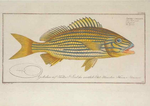 Reproducción/Reproduction 49773953628: Ichtyologie, ou, Histoire naturelle, générale et particulière des poissons :. A Berlin :Chez l'auteur, & chez François de la Garde libraire,1785-1797.. 