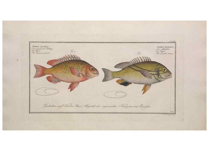Reproducción/Reproduction 49773954313: Ichtyologie, ou, Histoire naturelle, générale et particulière des poissons :. A Berlin :Chez l'auteur, & chez François de la Garde libraire,1785-1797.. 
