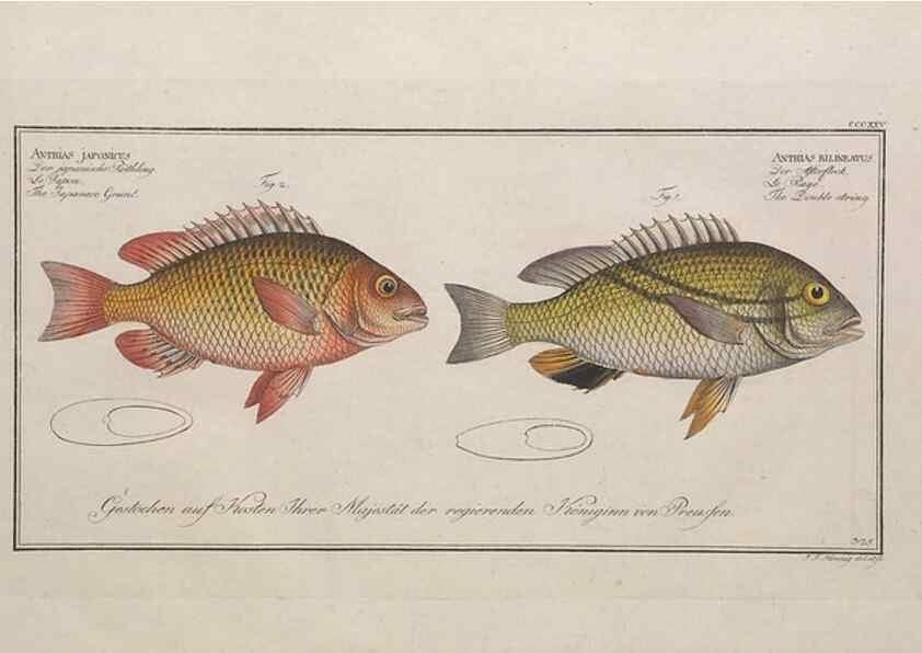 Reproducción/Reproduction 49773954313: Ichtyologie, ou, Histoire naturelle, générale et particulière des poissons :. A Berlin :Chez l'auteur, & chez François de la Garde libraire,1785-1797.. 