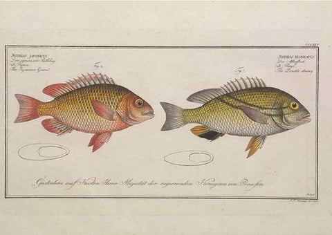 Reproducción/Reproduction 49773954313: Ichtyologie, ou, Histoire naturelle, générale et particulière des poissons :. A Berlin :Chez l'auteur, & chez François de la Garde libraire,1785-1797.. 