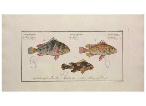 Reproducción/Reproduction 49773954663: Ichtyologie, ou, Histoire naturelle, générale et particulière des poissons :. A Berlin :Chez l'auteur, & chez François de la Garde libraire,1785-1797.. 