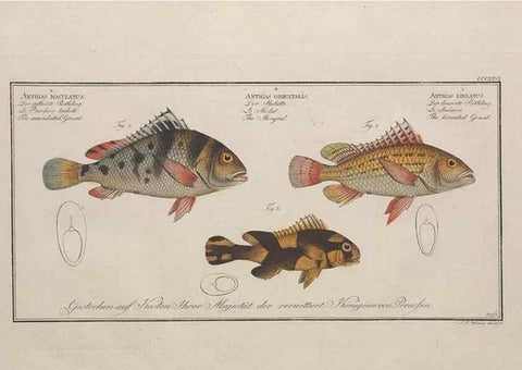 Reproducción/Reproduction 49773954663: Ichtyologie, ou, Histoire naturelle, générale et particulière des poissons :. A Berlin :Chez l'auteur, & chez François de la Garde libraire,1785-1797.. 