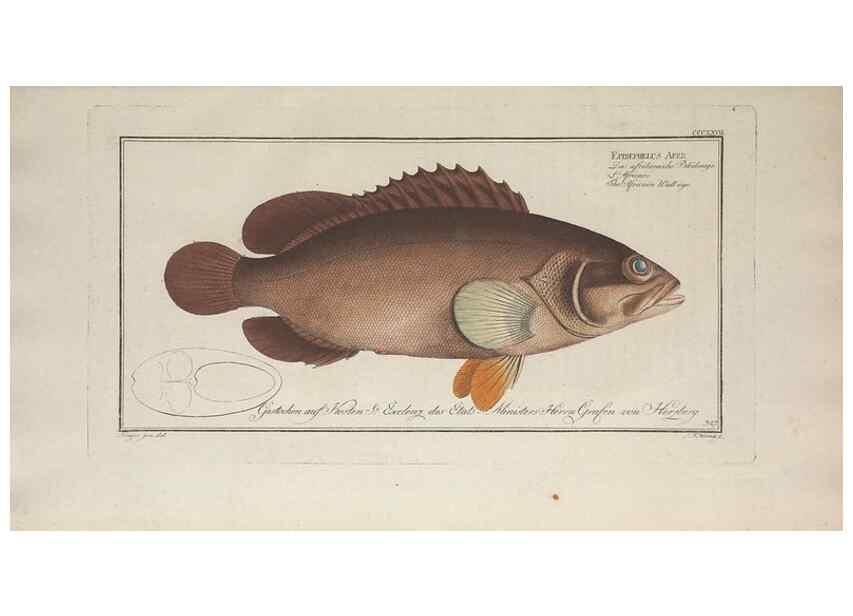 Reproducción/Reproduction 49773954973: Ichtyologie, ou, Histoire naturelle, générale et particulière des poissons :. A Berlin :Chez l'auteur, & chez François de la Garde libraire,1785-1797.. 