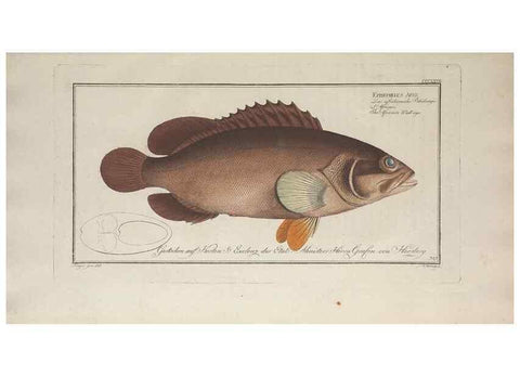 Reproducción/Reproduction 49773954973: Ichtyologie, ou, Histoire naturelle, générale et particulière des poissons :. A Berlin :Chez l'auteur, & chez François de la Garde libraire,1785-1797.. 