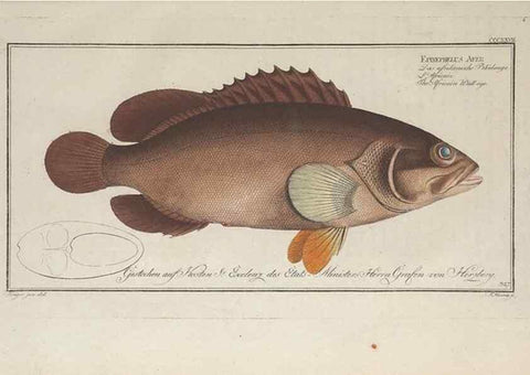 Reproducción/Reproduction 49773954973: Ichtyologie, ou, Histoire naturelle, générale et particulière des poissons :. A Berlin :Chez l'auteur, & chez François de la Garde libraire,1785-1797.. 
