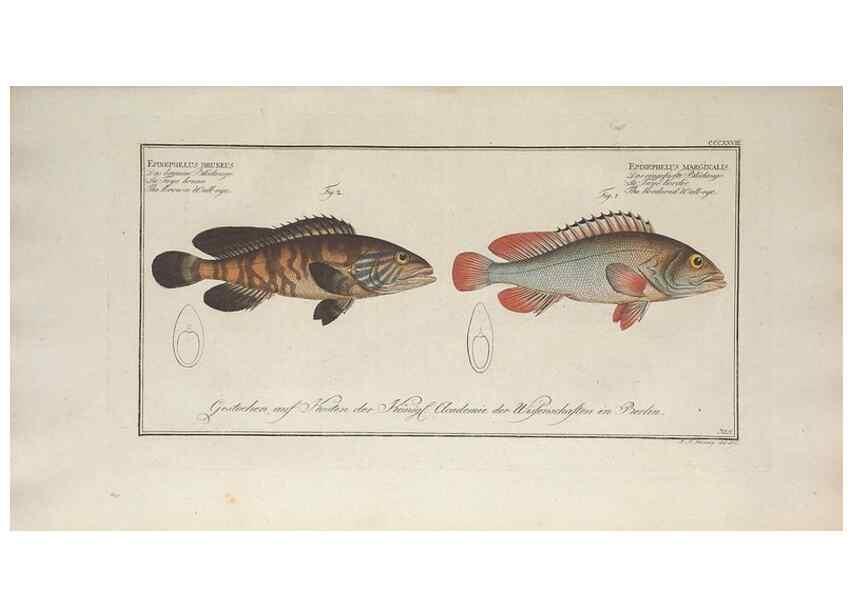 Reproducción/Reproduction 49774816282: Ichtyologie, ou, Histoire naturelle, générale et particulière des poissons :. A Berlin :Chez l'auteur, & chez François de la Garde libraire,1785-1797.. 