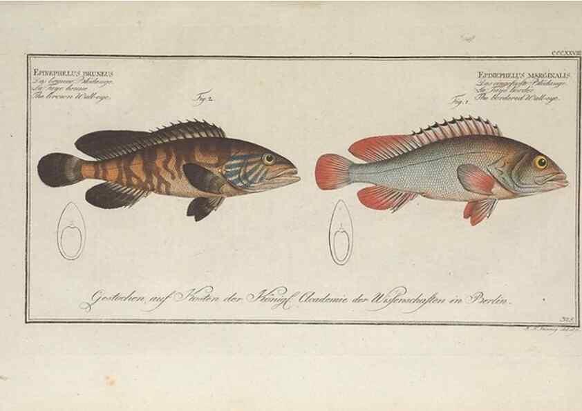 Reproducción/Reproduction 49774816282: Ichtyologie, ou, Histoire naturelle, générale et particulière des poissons :. A Berlin :Chez l'auteur, & chez François de la Garde libraire,1785-1797.. 