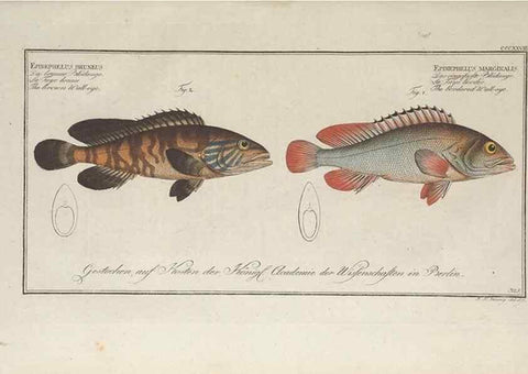 Reproducción/Reproduction 49774816282: Ichtyologie, ou, Histoire naturelle, générale et particulière des poissons :. A Berlin :Chez l'auteur, & chez François de la Garde libraire,1785-1797.. 