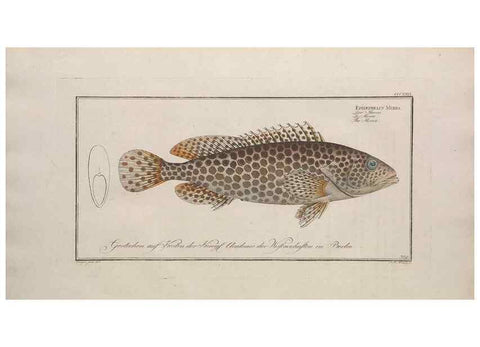 Reproducción/Reproduction 49773955638: Ichtyologie, ou, Histoire naturelle, générale et particulière des poissons :. A Berlin :Chez l'auteur, & chez François de la Garde libraire,1785-1797.. 