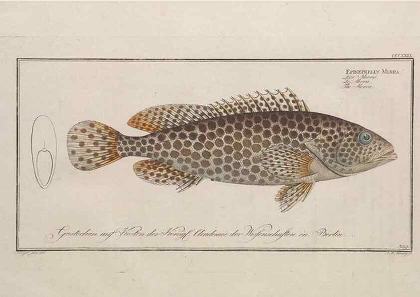 Reproducción/Reproduction 49773955638: Ichtyologie, ou, Histoire naturelle, générale et particulière des poissons :. A Berlin :Chez l'auteur, & chez François de la Garde libraire,1785-1797.. 