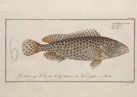 Reproducción/Reproduction 49773955638: Ichtyologie, ou, Histoire naturelle, générale et particulière des poissons :. A Berlin :Chez l'auteur, & chez François de la Garde libraire,1785-1797.. 