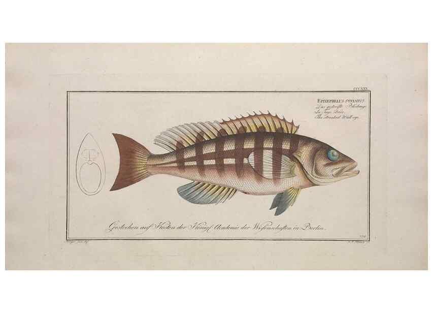 Reproducción/Reproduction 49774816902: Ichtyologie, ou, Histoire naturelle, générale et particulière des poissons :. A Berlin :Chez l'auteur, & chez François de la Garde libraire,1785-1797.. 