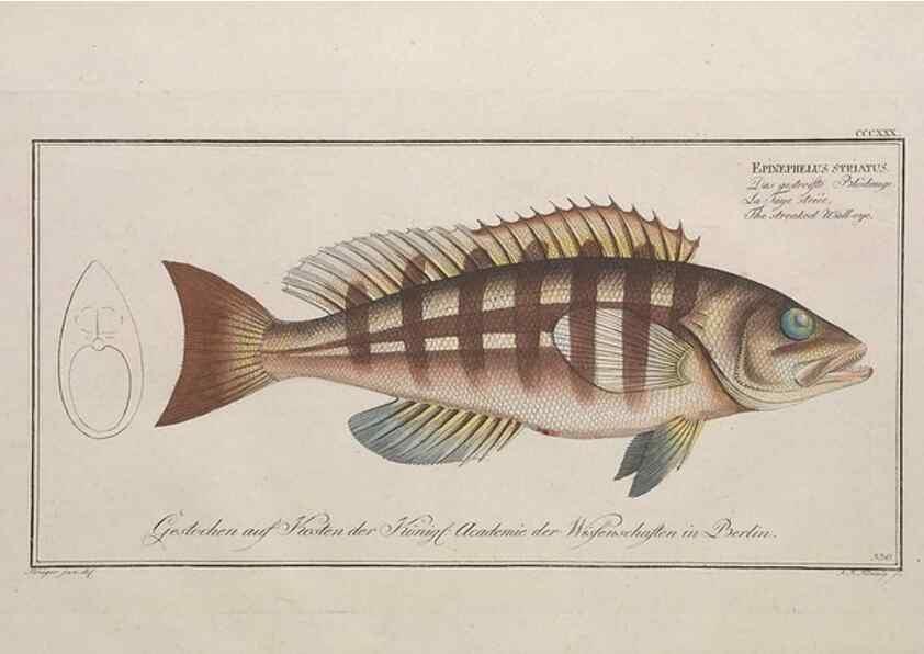 Reproducción/Reproduction 49774816902: Ichtyologie, ou, Histoire naturelle, générale et particulière des poissons :. A Berlin :Chez l'auteur, & chez François de la Garde libraire,1785-1797.. 