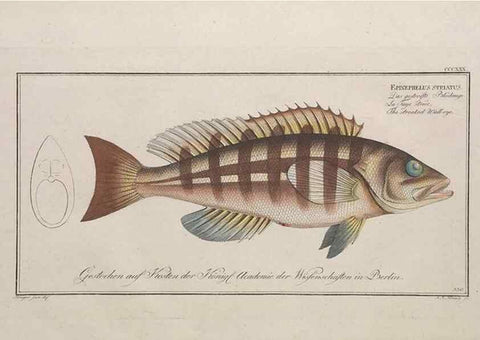 Reproducción/Reproduction 49774816902: Ichtyologie, ou, Histoire naturelle, générale et particulière des poissons :. A Berlin :Chez l'auteur, & chez François de la Garde libraire,1785-1797.. 