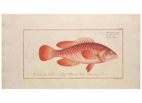 Reproducción/Reproduction 49773956263: Ichtyologie, ou, Histoire naturelle, générale et particulière des poissons :. A Berlin :Chez l'auteur, & chez François de la Garde libraire,1785-1797.. 