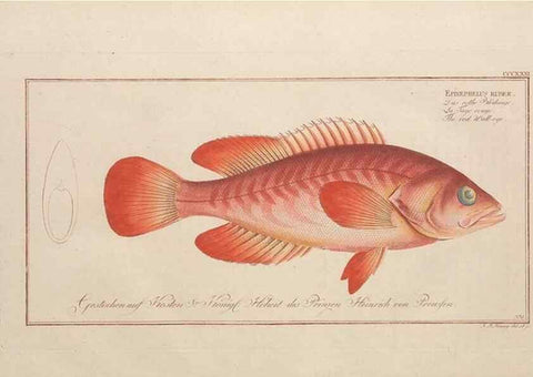 Reproducción/Reproduction 49773956263: Ichtyologie, ou, Histoire naturelle, générale et particulière des poissons :. A Berlin :Chez l'auteur, & chez François de la Garde libraire,1785-1797.. 