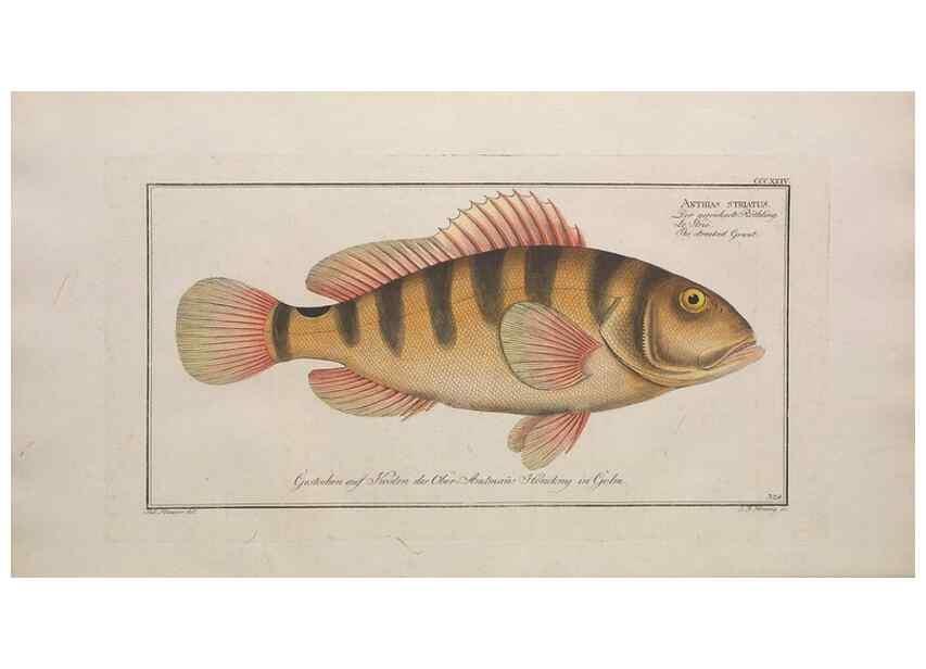 Reproducción/Reproduction 49773953903: Ichtyologie, ou, Histoire naturelle, générale et particulière des poissons :. A Berlin :Chez l'auteur, & chez François de la Garde libraire,1785-1797.. 