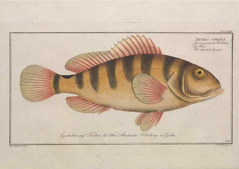 Reproducción/Reproduction 49773953903: Ichtyologie, ou, Histoire naturelle, générale et particulière des poissons :. A Berlin :Chez l'auteur, & chez François de la Garde libraire,1785-1797.. 