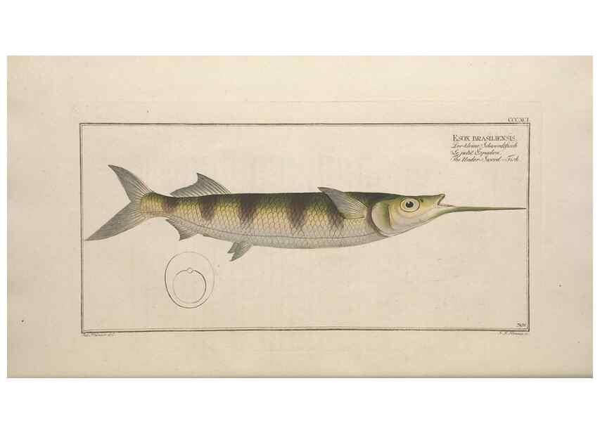 Reproducción/Reproduction 49774897782: Ichtyologie, ou, Histoire naturelle, générale et particulière des poissons :. A Berlin :Chez l'auteur, & chez François de la Garde libraire,1785-1797.. 
