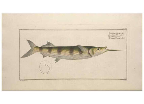 Reproducción/Reproduction 49774897782: Ichtyologie, ou, Histoire naturelle, générale et particulière des poissons :. A Berlin :Chez l'auteur, & chez François de la Garde libraire,1785-1797.. 
