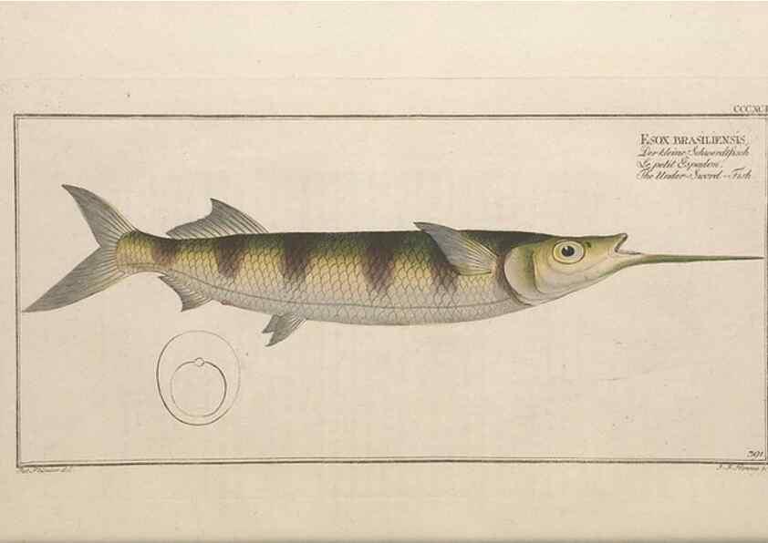 Reproducción/Reproduction 49774897782: Ichtyologie, ou, Histoire naturelle, générale et particulière des poissons :. A Berlin :Chez l'auteur, & chez François de la Garde libraire,1785-1797.. 