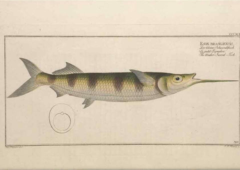 Reproducción/Reproduction 49774897782: Ichtyologie, ou, Histoire naturelle, générale et particulière des poissons :. A Berlin :Chez l'auteur, & chez François de la Garde libraire,1785-1797.. 