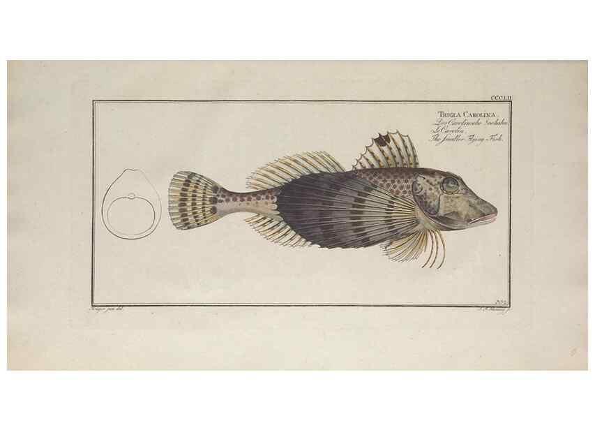 Reproducción/Reproduction 49774824402: Ichtyologie, ou, Histoire naturelle, générale et particulière des poissons :. A Berlin :Chez l'auteur, & chez François de la Garde libraire,1785-1797.. 