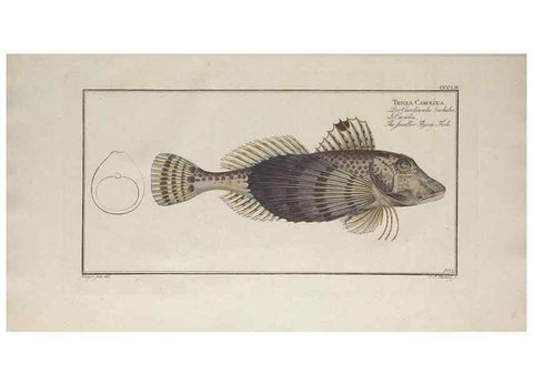 Reproducción/Reproduction 49774824402: Ichtyologie, ou, Histoire naturelle, générale et particulière des poissons :. A Berlin :Chez l'auteur, & chez François de la Garde libraire,1785-1797.. 