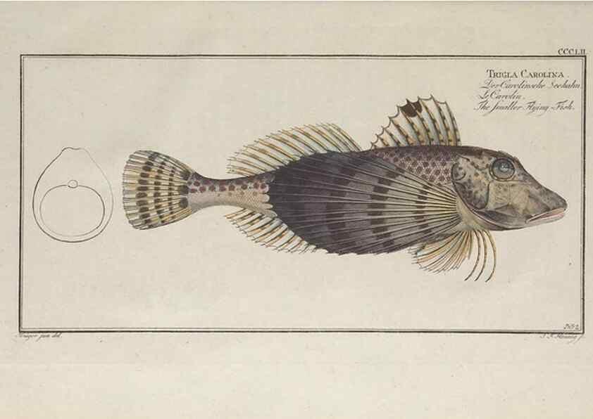 Reproducción/Reproduction 49774824402: Ichtyologie, ou, Histoire naturelle, générale et particulière des poissons :. A Berlin :Chez l'auteur, & chez François de la Garde libraire,1785-1797.. 
