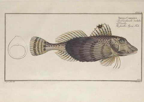 Reproducción/Reproduction 49774824402: Ichtyologie, ou, Histoire naturelle, générale et particulière des poissons :. A Berlin :Chez l'auteur, & chez François de la Garde libraire,1785-1797.. 