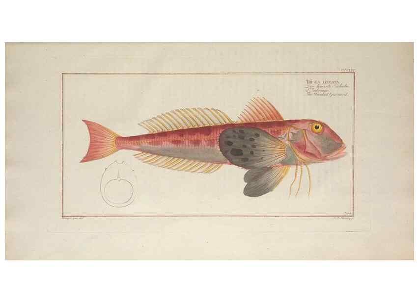 Reproducción/Reproduction 49773964113: Ichtyologie, ou, Histoire naturelle, générale et particulière des poissons :. A Berlin :Chez l'auteur, & chez François de la Garde libraire,1785-1797.. 