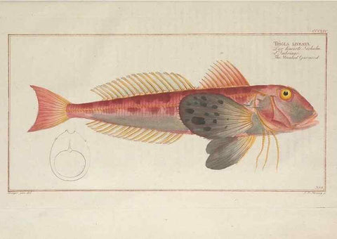 Reproducción/Reproduction 49773964113: Ichtyologie, ou, Histoire naturelle, générale et particulière des poissons :. A Berlin :Chez l'auteur, & chez François de la Garde libraire,1785-1797.. 