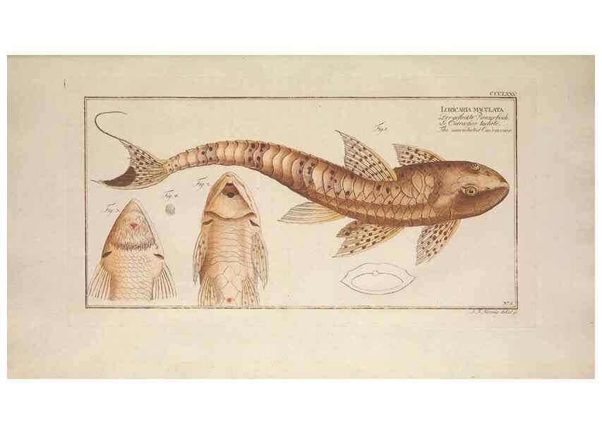 Reproducción/Reproduction 49774889592: Ichtyologie, ou, Histoire naturelle, générale et particulière des poissons :. A Berlin :Chez l'auteur, & chez François de la Garde libraire,1785-1797.. 
