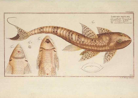 Reproducción/Reproduction 49774889592: Ichtyologie, ou, Histoire naturelle, générale et particulière des poissons :. A Berlin :Chez l'auteur, & chez François de la Garde libraire,1785-1797.. 